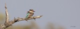 Striped Kingfisher Striped Kingfisher